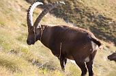 Tentativo di salita al Poris dalla Val Grabiasca sul sentiero 255, più traccia che sentiero! il 18 ottobre 2009 - FOTOGALLERY